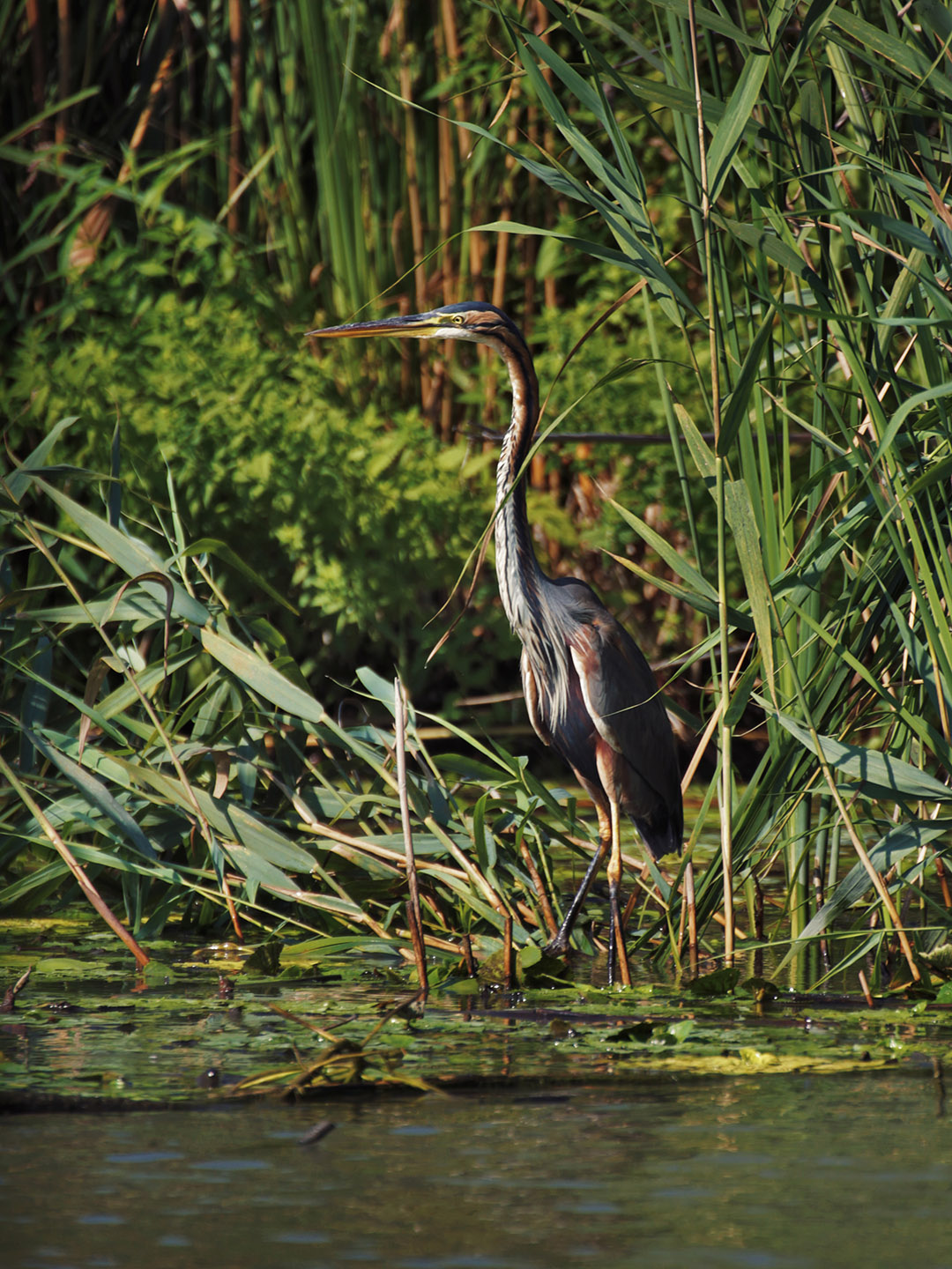 pe canale in delta cu barca