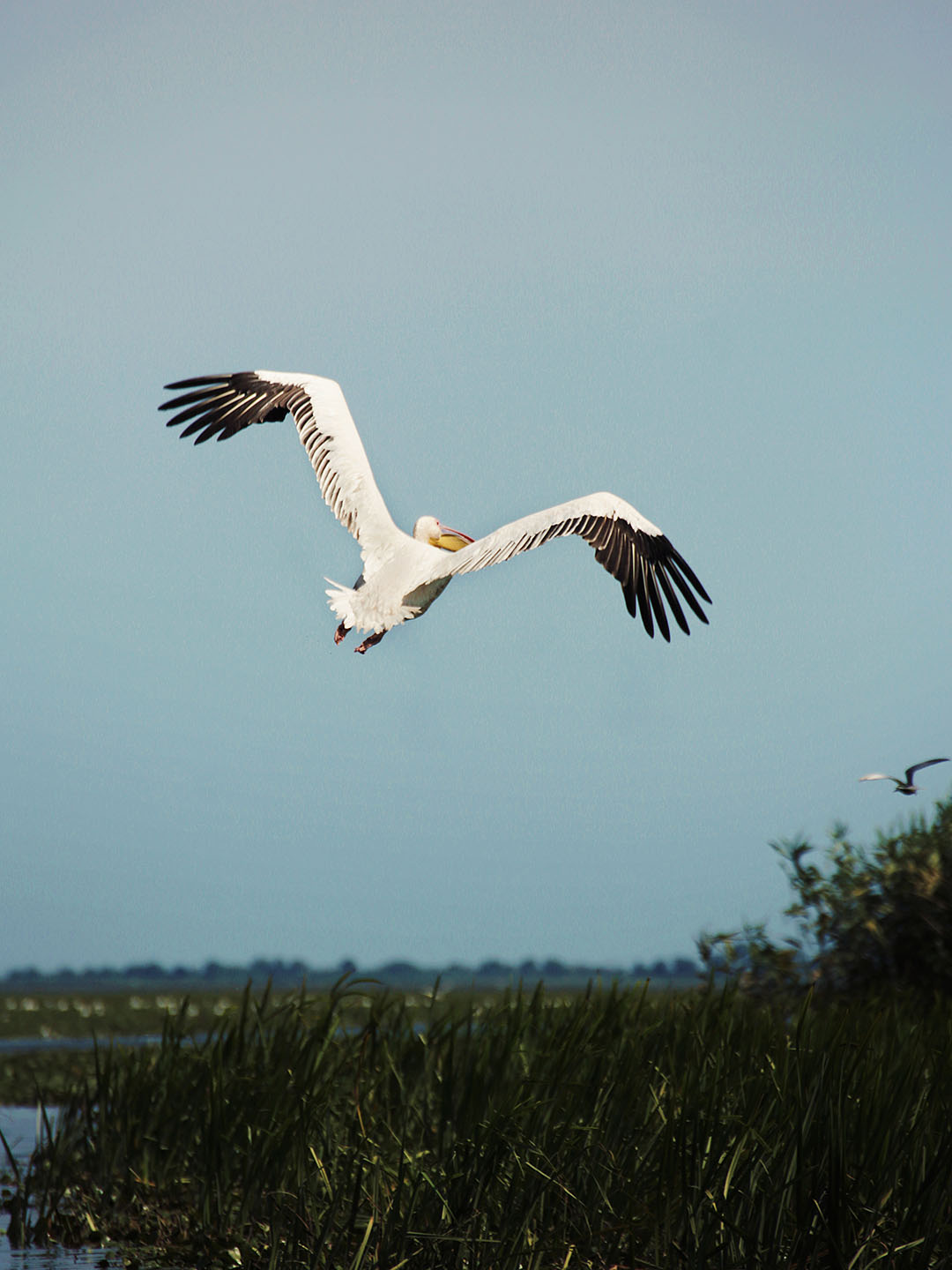 pelican in zbor