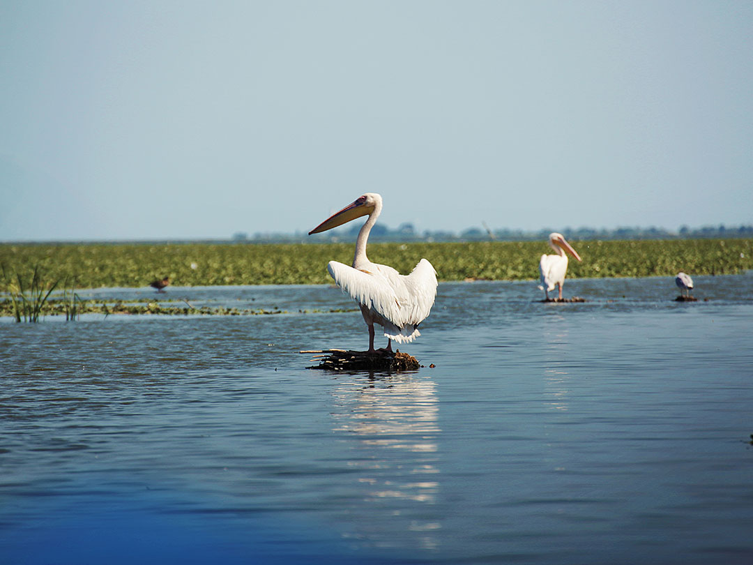 pelicani in delta dunarii