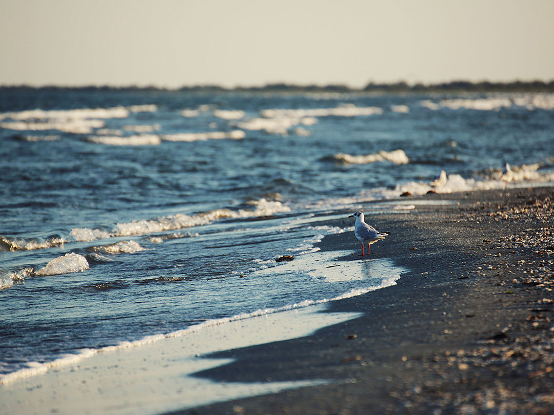 sulina la mare