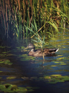 vacanta in romania delta dunarii