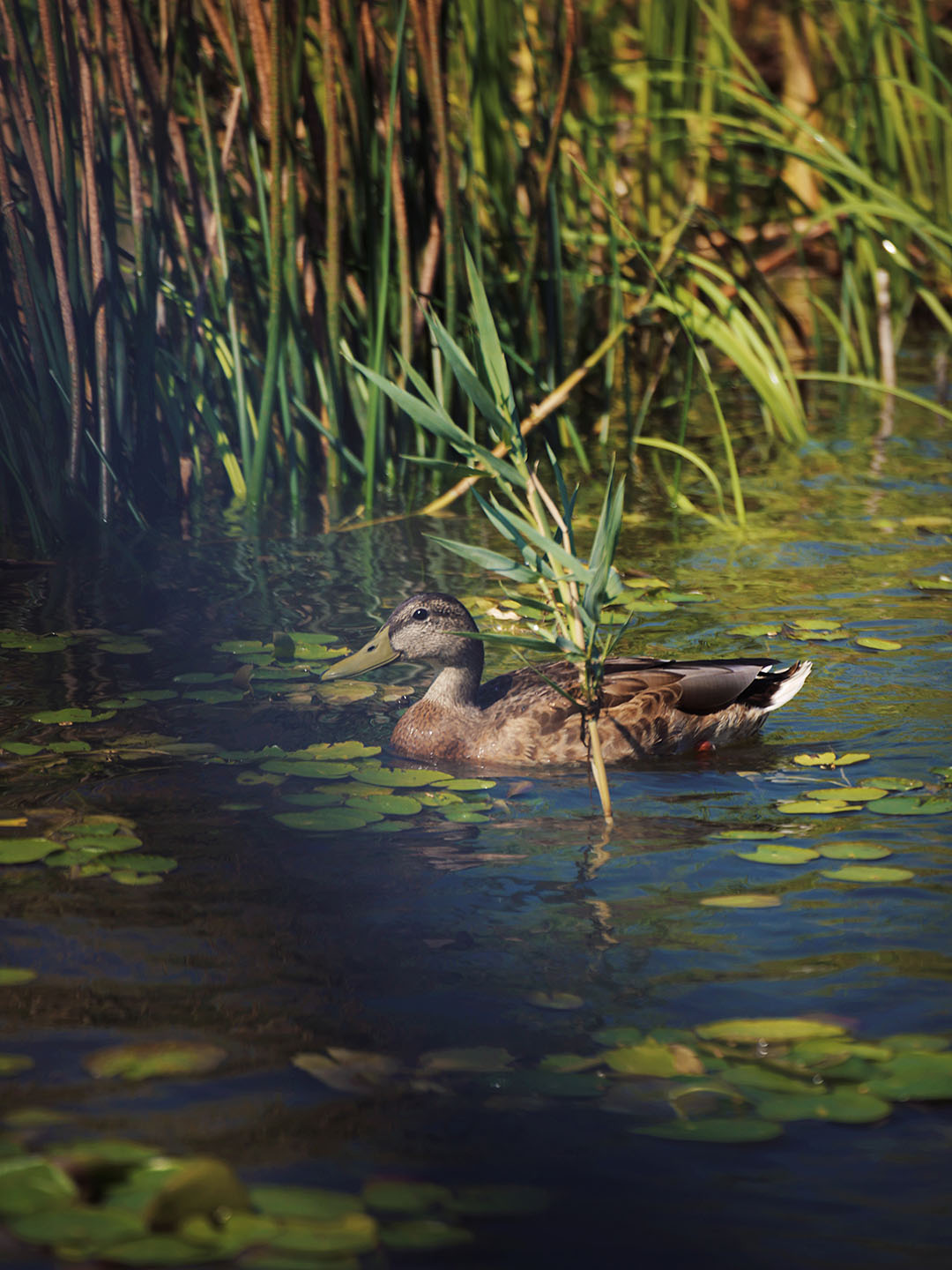 vacanta in romania delta dunarii