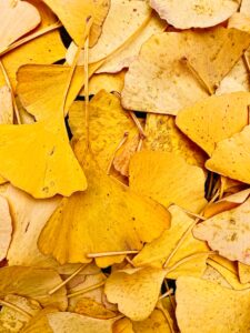 frunze galbene de ginkgo biloba