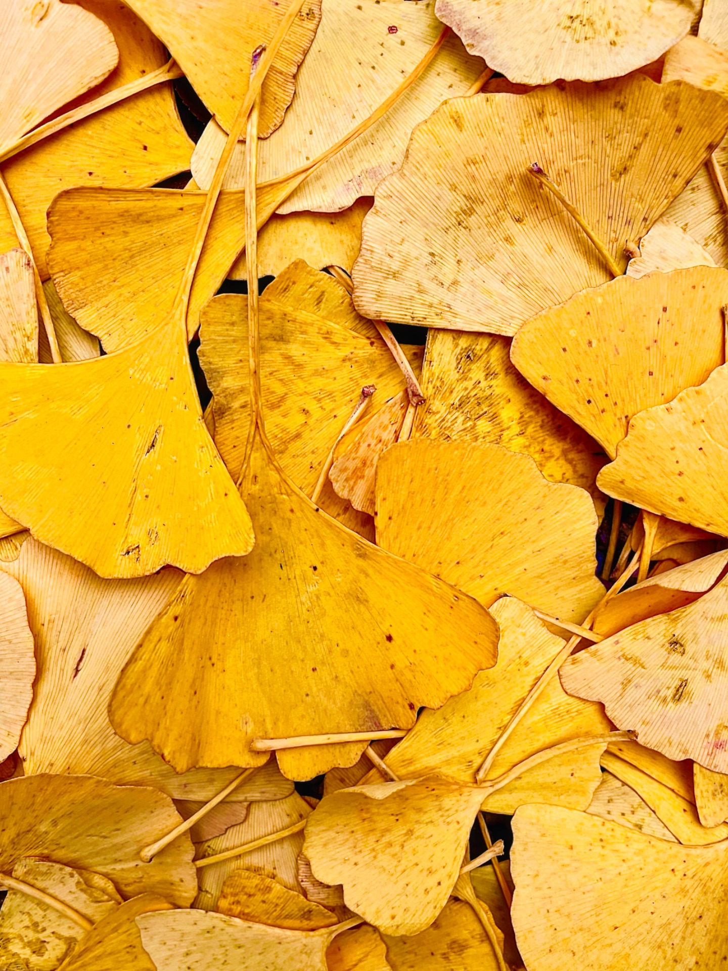 frunze galbene de ginkgo biloba